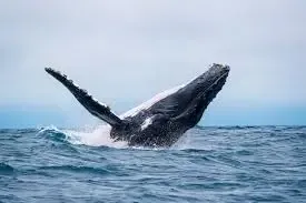Humpback whale in the Golfo Dulce during whale watching season, southern Costa Rica