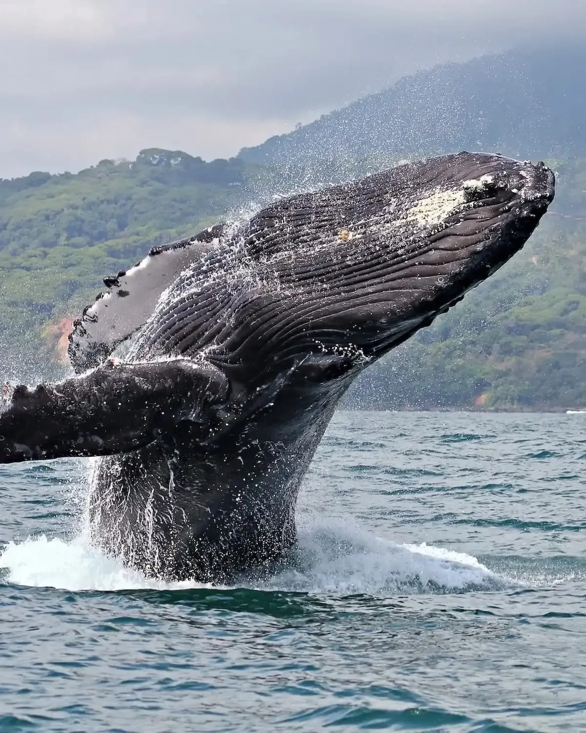 Humpback whale in the Golfo Dulce during whale watching season, southern Costa Rica