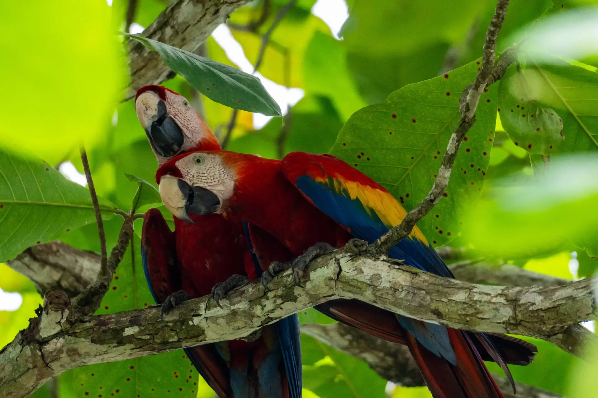 Scarlet macaws in the jungle canopy near Pavones on a wildlife tour in southern Costa Rica